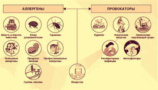 allergeny-i-provotsiruyushhie-faktory-1808375