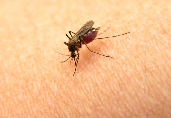 allergiya-na-ukusy-komarov-8416465